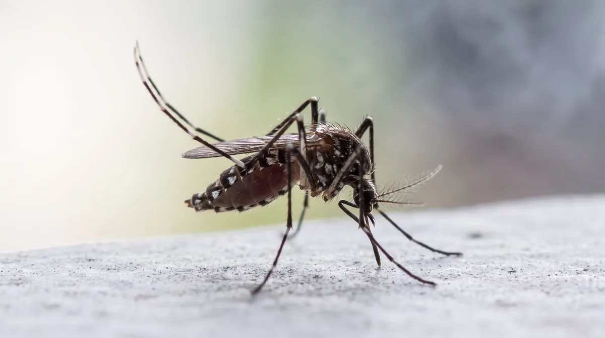 Casos de dengue disminuyen en México un 30%: alistan estrategia contra la enfermedad por temporada de lluvias