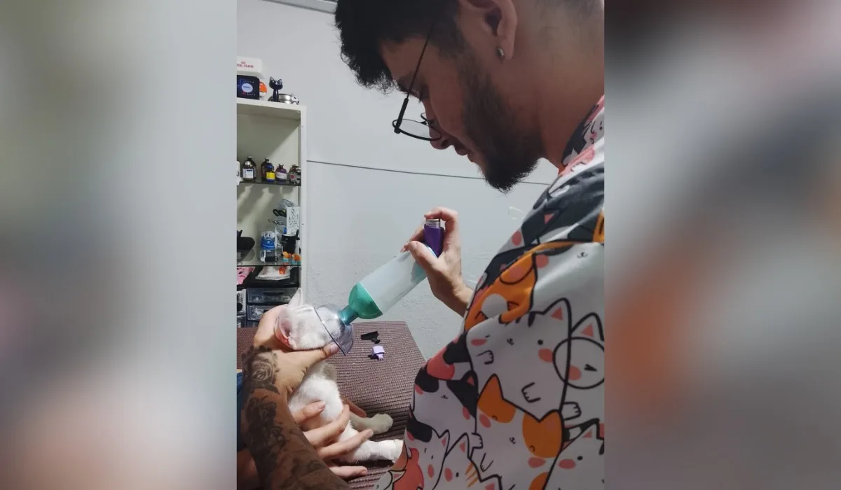 FIV e FeLV em gatos: entenda como são transmitidas, diagnosticadas e tratadas