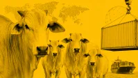 Empresa chinesa compra canola australiana após interrupção de anos