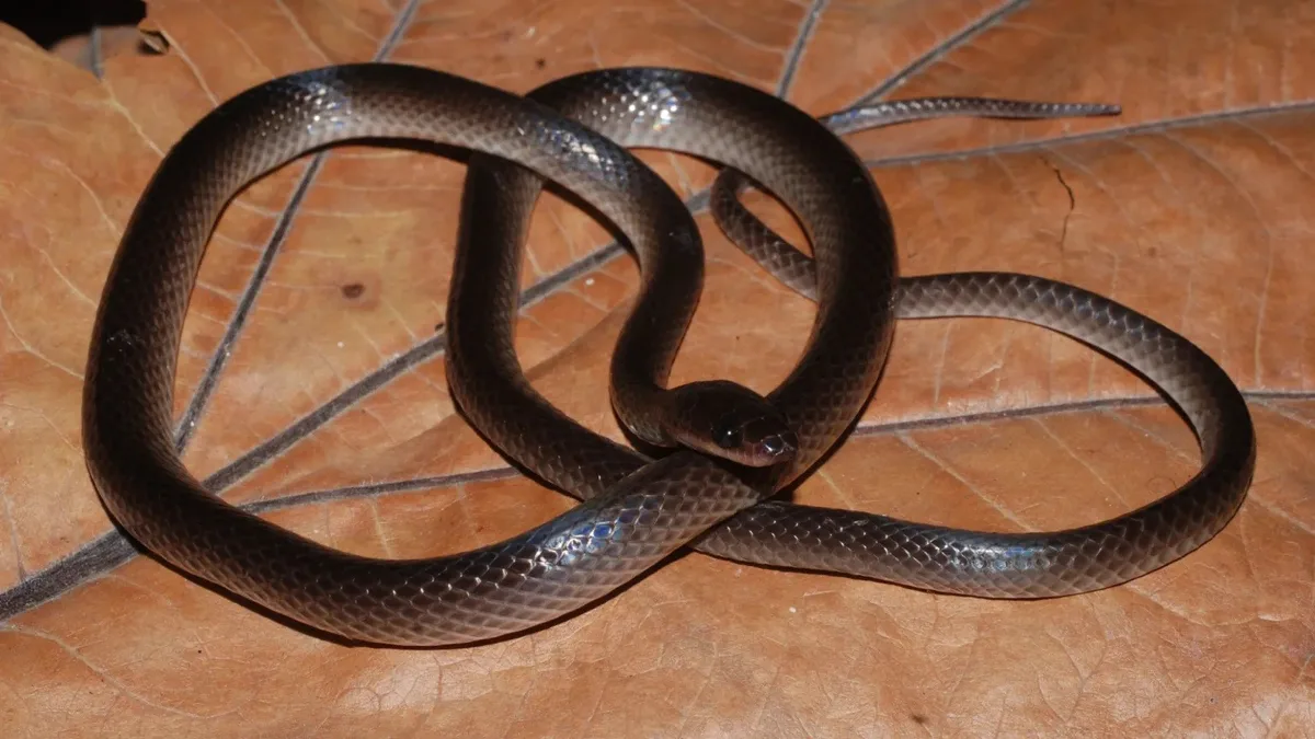 Nova espécie de serpente é batizada em homenagem a Slash do Guns n' Roses