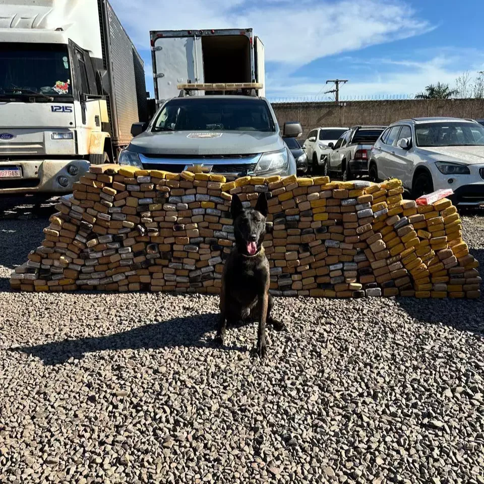 Curso inédito prepara cães para localizar drogas em veículos, bagagens e prédios