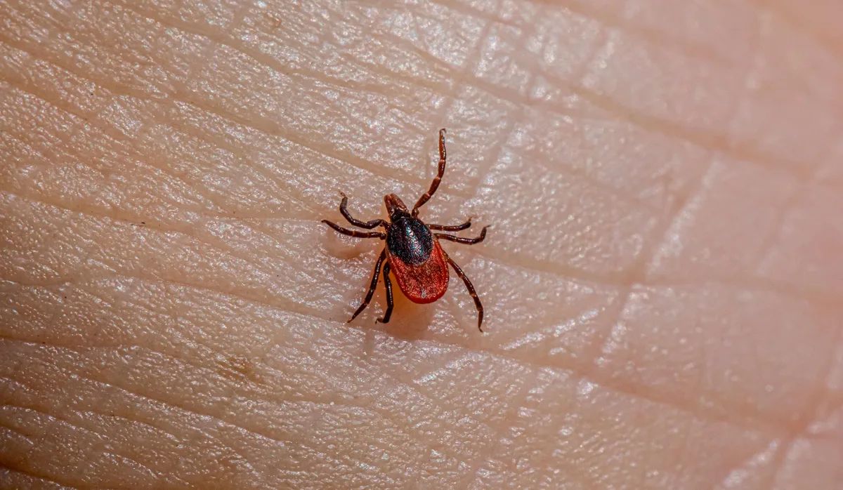 Febre maculosa mata morador em Boa Esperança; ES já registra 12 mortes em 2026