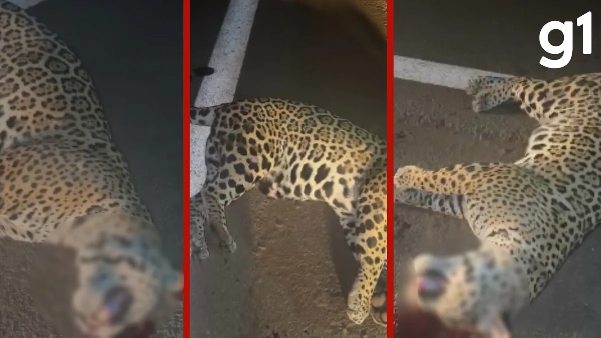 Vídeo: filhote de onça-pintada morre após ser atropelado por caminhonete durante travessia na MT-358