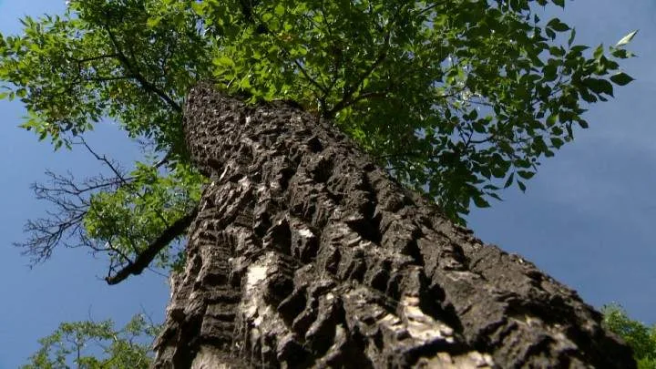 Saskatoon reports new cases of Dutch elm disease with removal planned