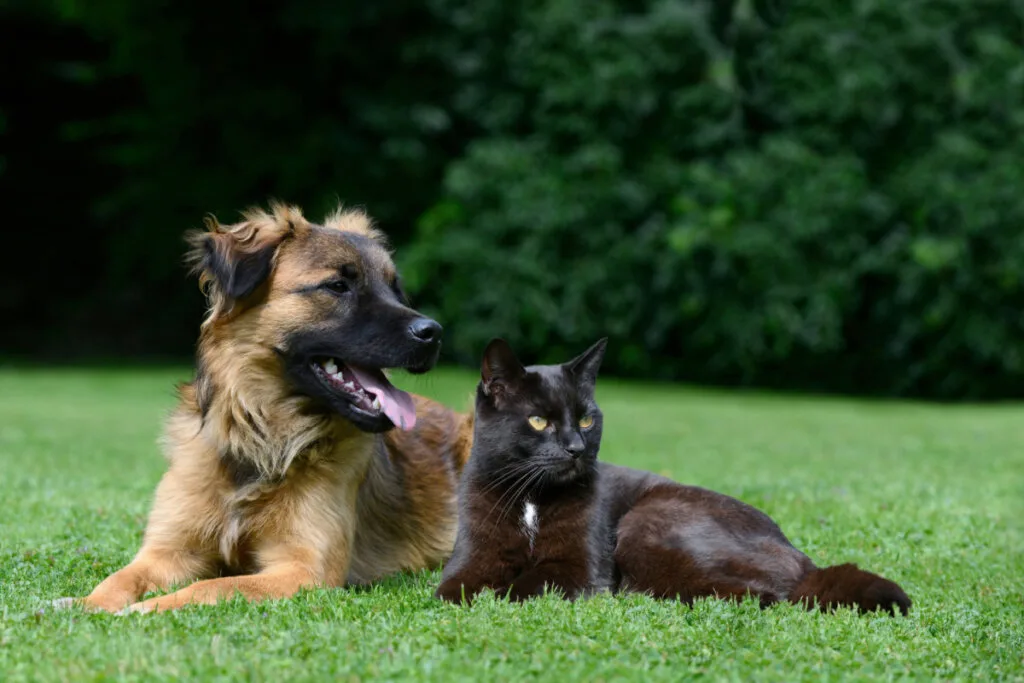ES terá 1º Hospital Veterinário Estadual, com atendimento gratuito e emergência 24h