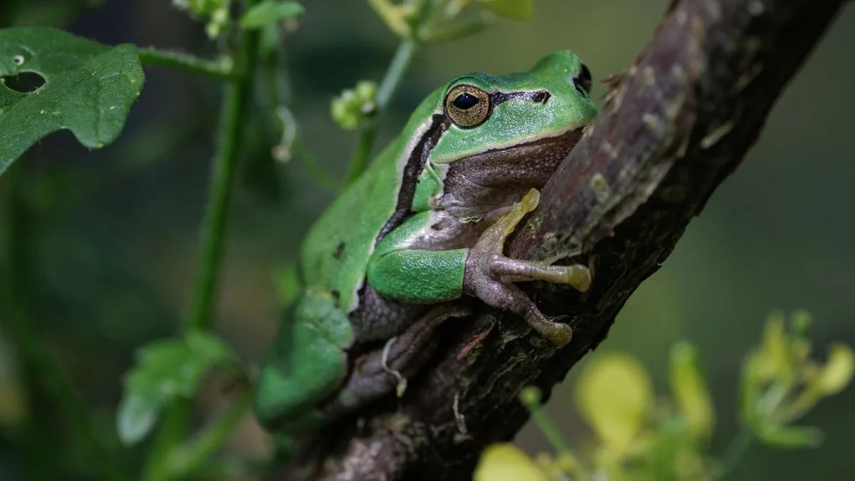 Auf die Sprünge helfen: Nachzucht und neue Gewässer - Hoffnung für den Laubfrosch
