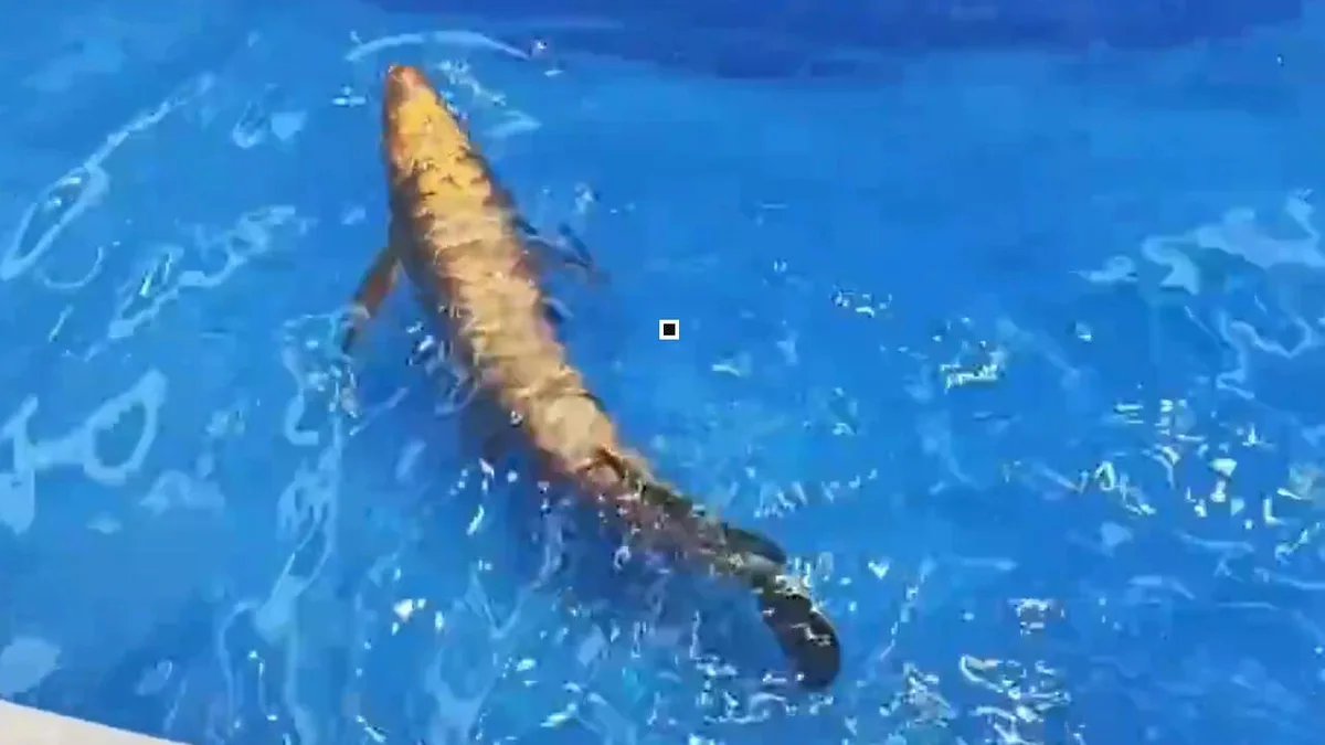 Watch: China unveils robotic fish modelled on the golden arowana
