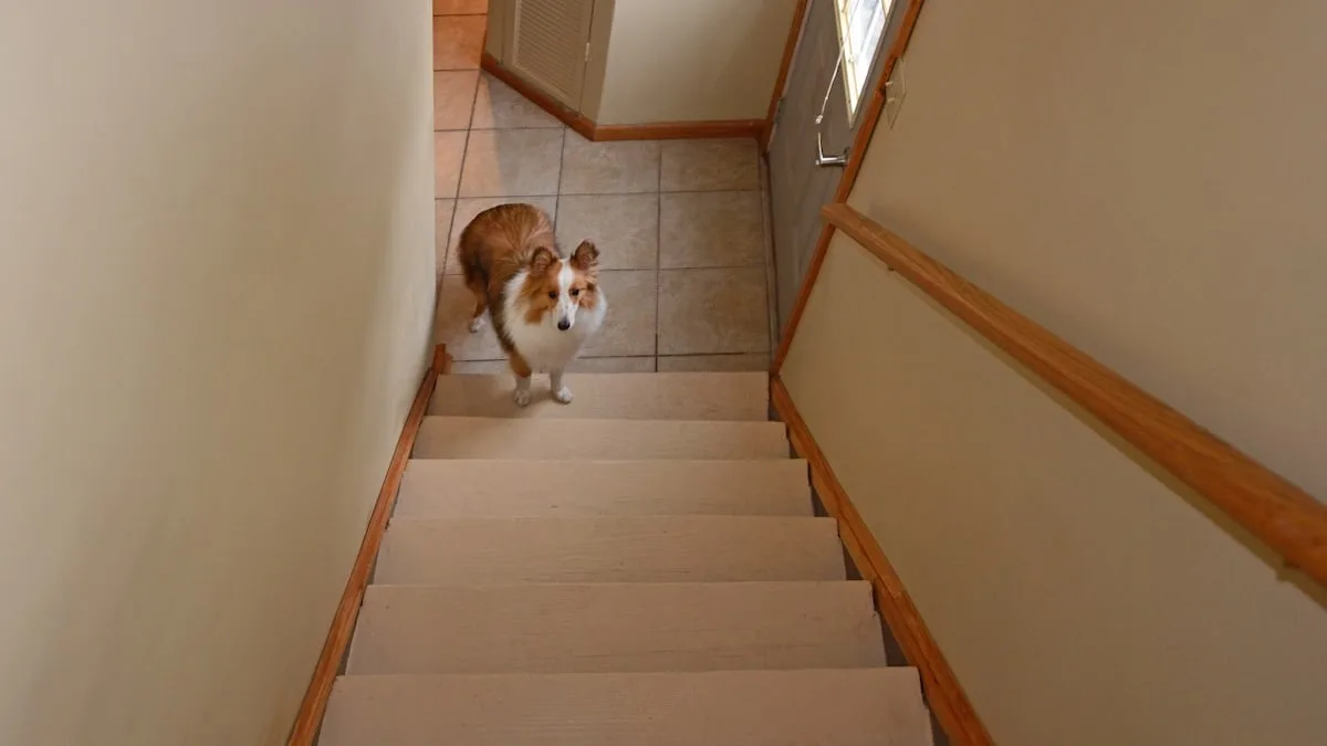 Trainerin erklärt Ursachen - Darum meidet Ihr Hund auf einmal die Treppe