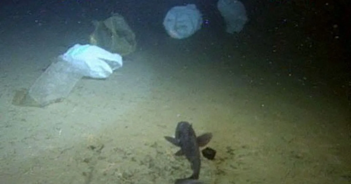 海底のプラスチックごみ、自動検出するAI開発 速さは人間の倍