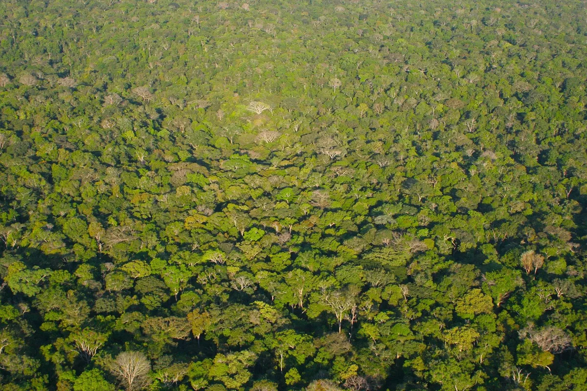 Por que conscientizar as crianças sobre a preservação da Amazônia?