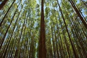 Suzano (SUZB3) lucra R$ 1,8 bilhão no 2º trimestre, queda anual de 64%