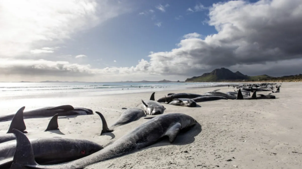 Researchers examined whales stranded around Hawaii that had swallowed marine debris, including...
