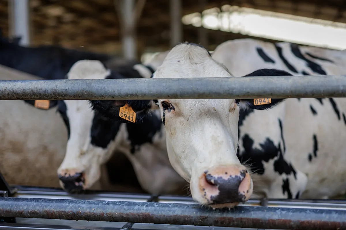 Descidas no preço do leite custam 72 milhões aos produtores em 2026