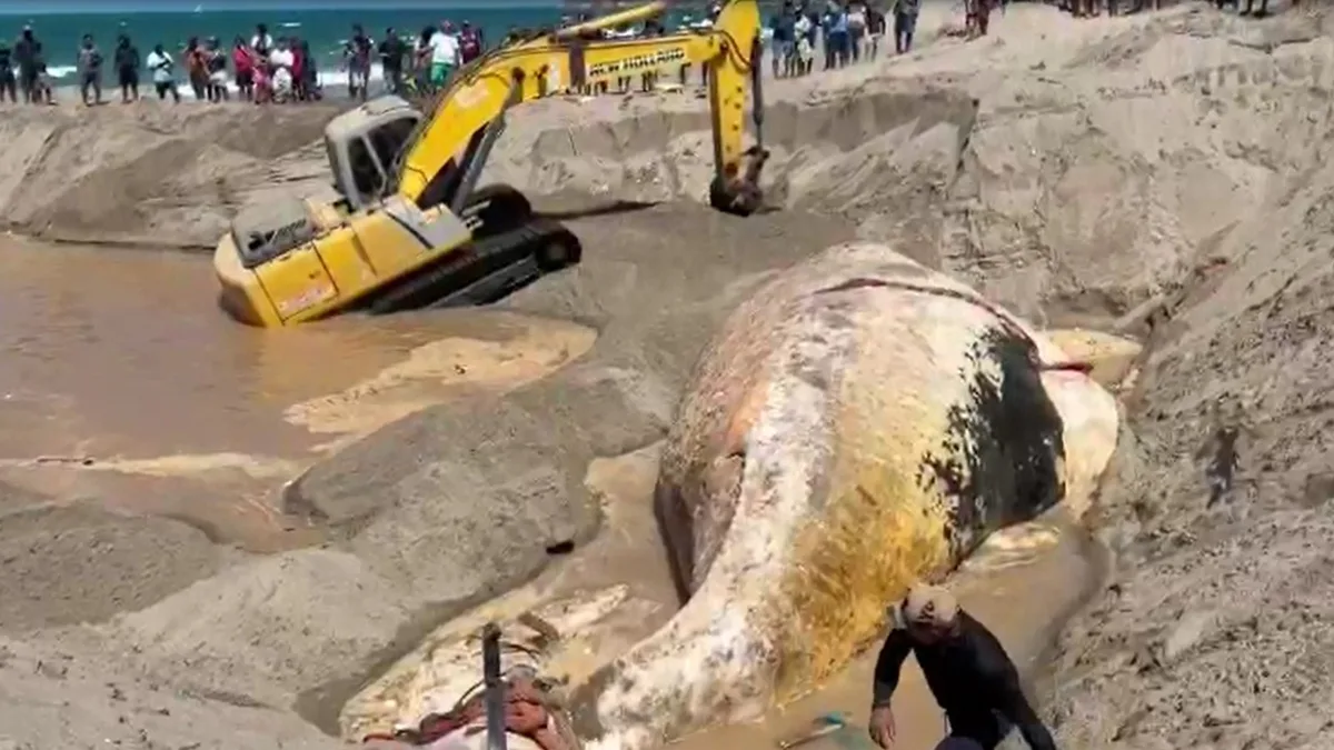 Carcaça de baleia de cerca de 25 toneladas é enterrada em praia do Ceará após encalhe; vídeo