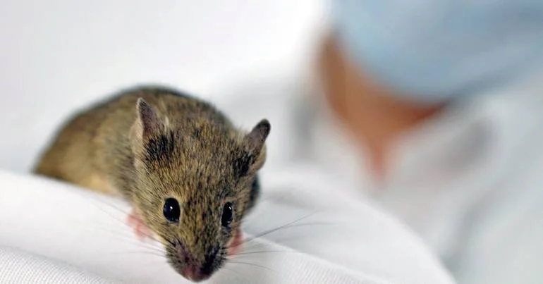 Cientistas produzem vacina que protegeu ratos contra gripe