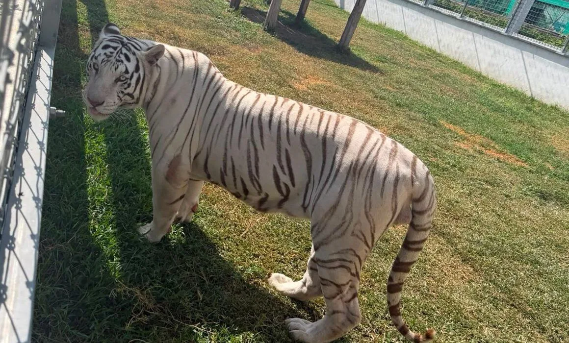 Hallan 135 animales exóticos en rancho de Tamaulipas: Aseguran tigres de bengala, búfalos y camellos