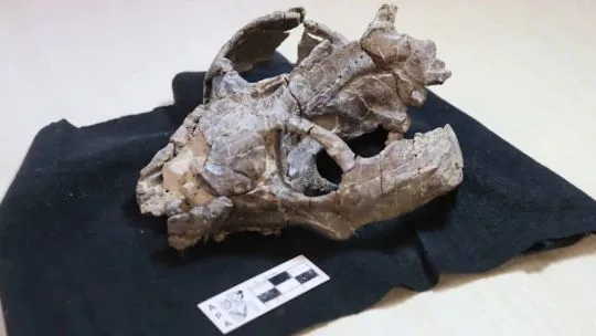 Un fósil argentino cambiaría por completo la historia de los mamíferos: descubren que podían parir mucho antes de lo pensado