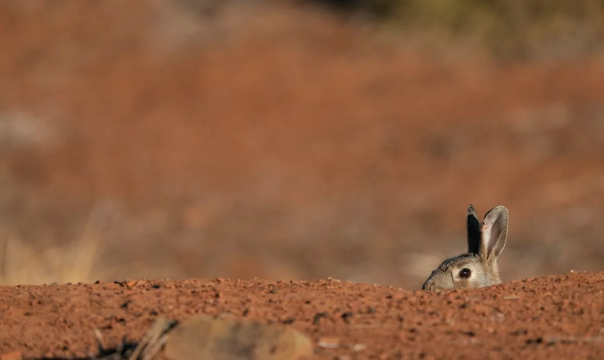 Invasive species do much more damage in Australia and NZ than elsewhere. But why?