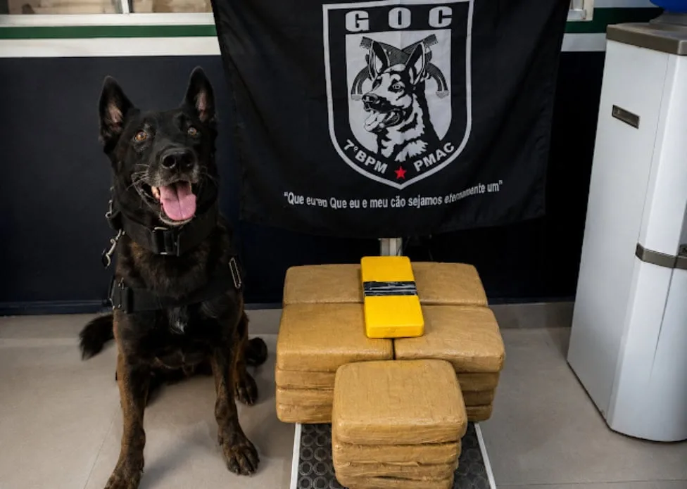 Cão policial encontra mais de 21 kg de drogas em transportadora de Tarauacá