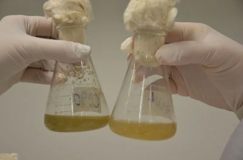 Cogny obtém autorização inédita para uso industrial de OGMs em bioinsumos