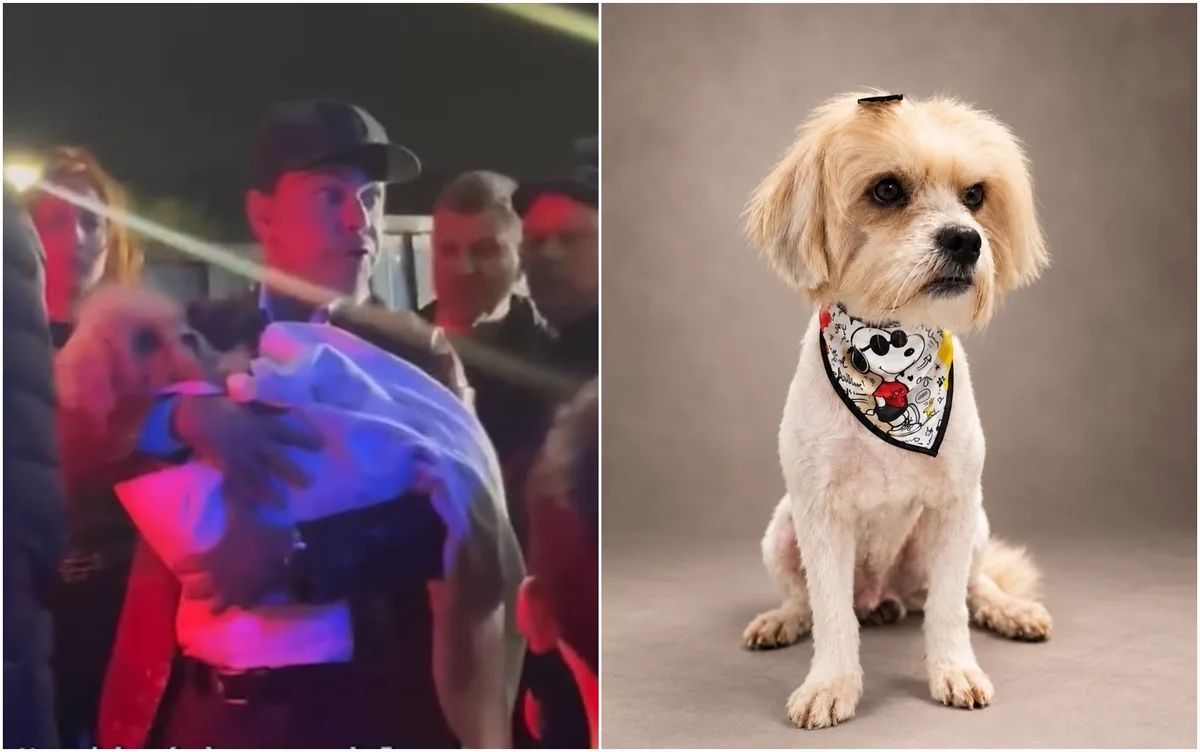 Zezé di Camargo leva para casa cachorro que apareceu na porta de camarim antes de show: ‘Impossível não me apaixonar’