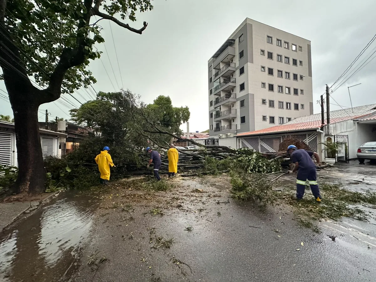 VÍDEO mostra cratera cedendo e árvore desabando durante chuva em São José dos Campos, SP