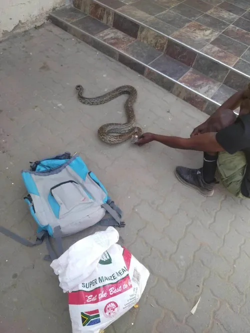 R5,000 python deal busted as cops swoop on alleged online wildlife sellers