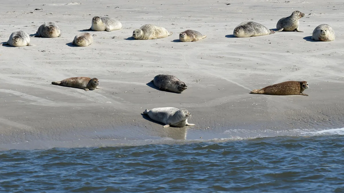 Nordsee - Wattenmeer: Bestand der Seehunde in Niedersachsen stabil