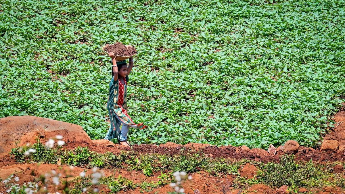 Judge warns against employing children in agricultural work