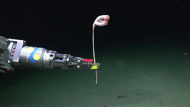 57 novas espécies marinhas são descobertas em cânion submarino na Argentina