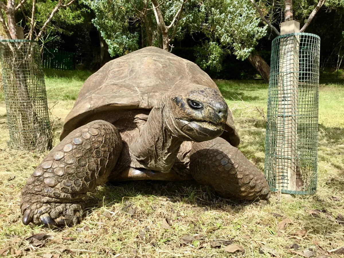 La tortuga ‘Jonathan’ tiene 194 años y en sus genes se esconden los secretos de la longevidad