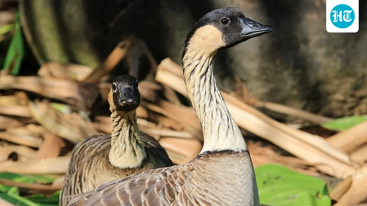 By 1950, fewer than 30 nēnē remained wild in Hawaii; captive breeding helped the population reach 3,862 by 2022