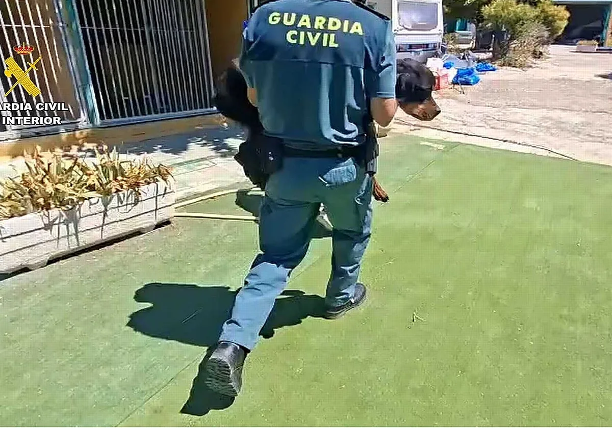 Clausuran una residencia canina de lujo con piscina y gimnasio por maltratar a decenas de perros