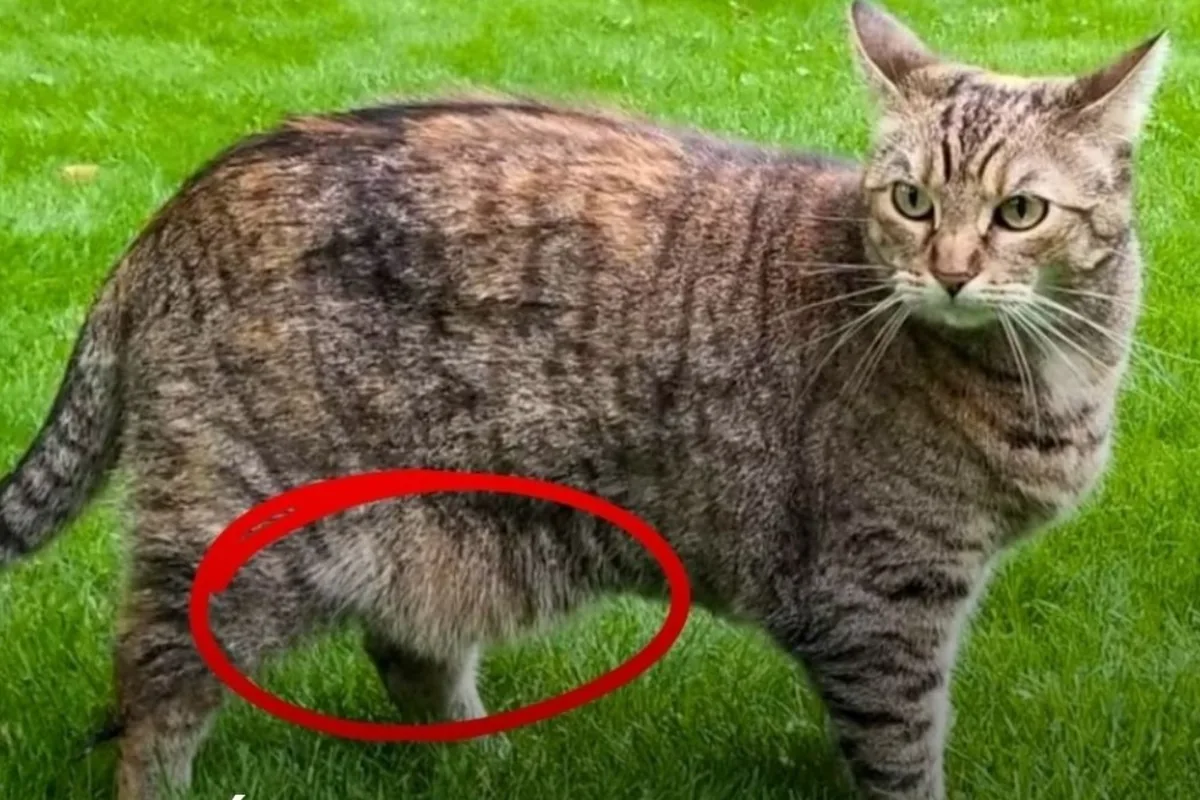 Qué es lo que cuelga de la panza de los gatos