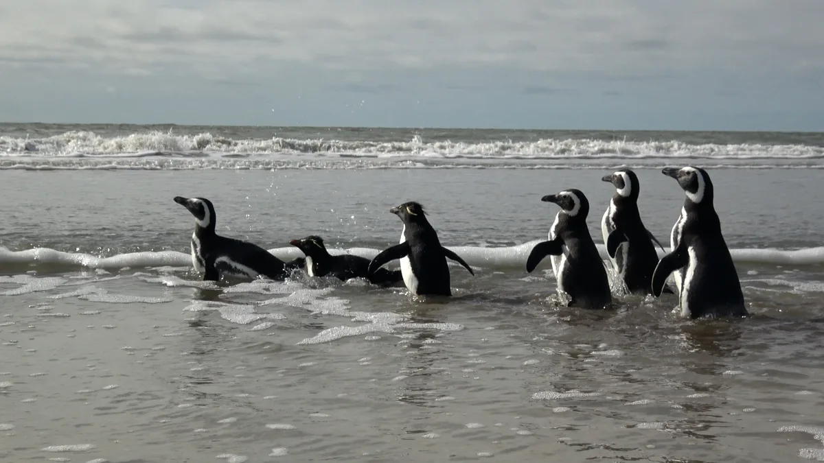 Seis pingüinos contaminados con petróleo fueron rescatados y volvieron al mar