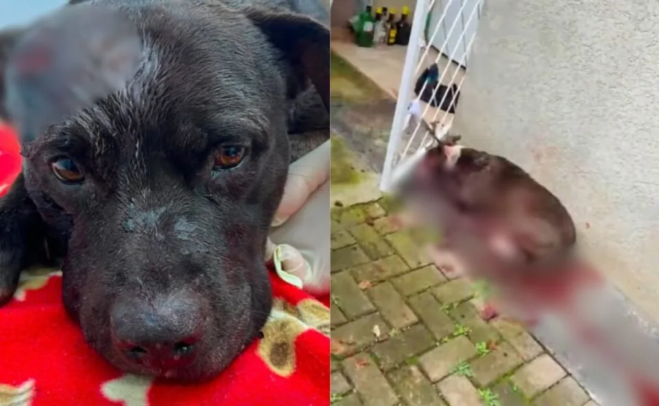 Suspeito de esfaquear os próprios cães é encontrado morto em área de mata em Curitiba