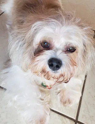 Família procura cachorro de 7 anos que sofre com crises convulsivas