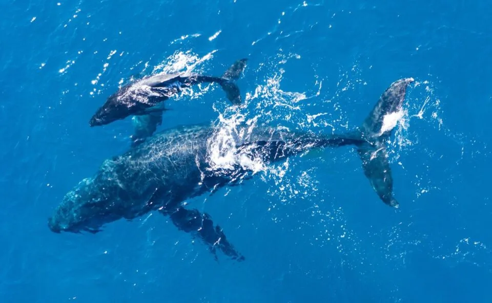 Emoção: baleia jubarte permanece ao lado do filhote morto e comportamento levanta debate sobre luto em animais