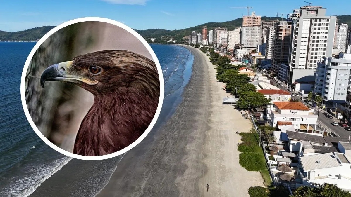 Justiça mantém multa de R$ 71 mil após 87 aves serem encontradas em casa alvo de denúncia de rinha em praia de SC