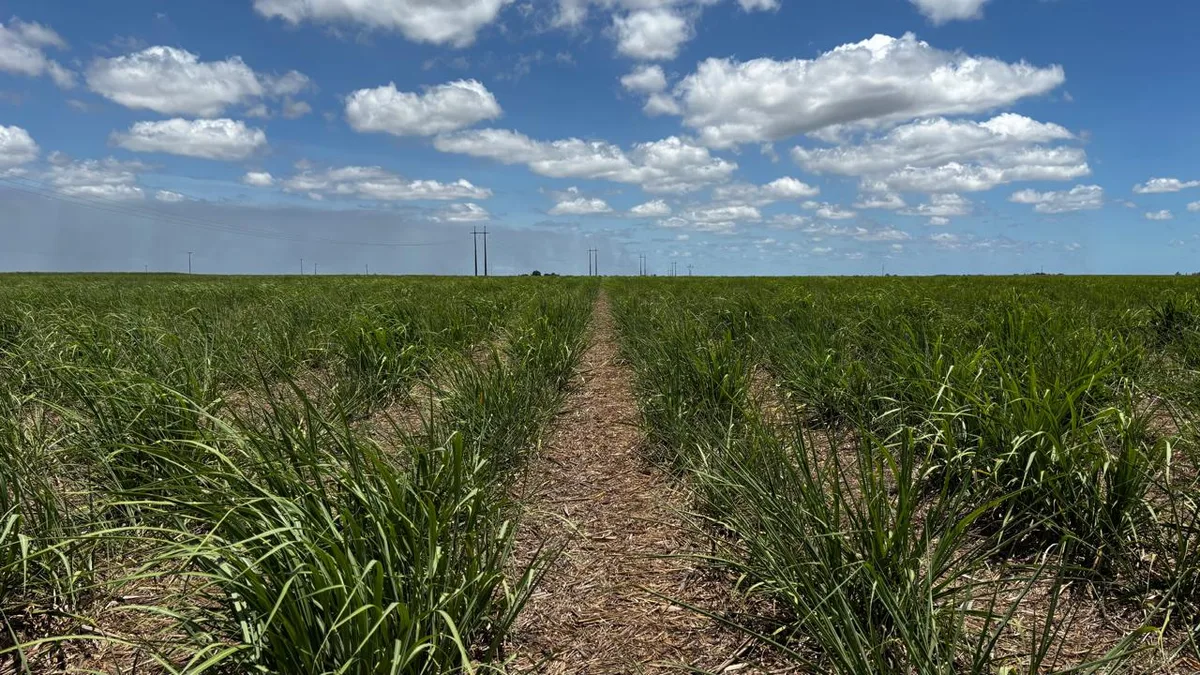 EUA cortam cota de açúcar brasileiro e redistribuem 56 mil toneladas