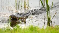 Alligator kills 71-year-old man fishing in Florida