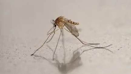 Le virus du Nil occidental transmis par des moustiques détecté dans 12 pays européens