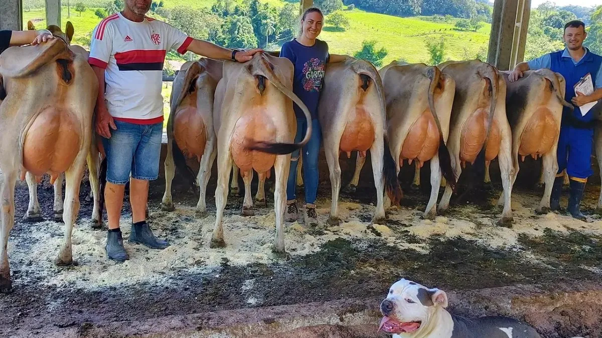 Tecnologia e genética elevam a produção de leite em Santa Catarina
