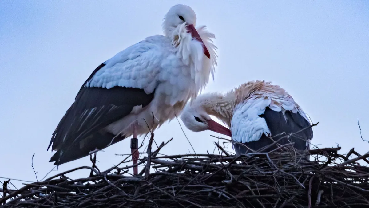 Tiere: Warum manche Vögel auf den Zug nach Süden verzichten
