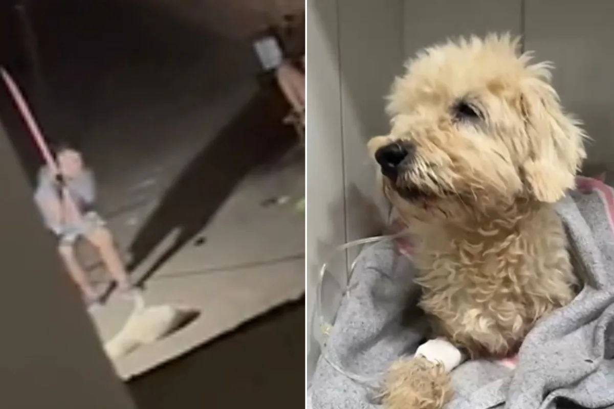 Mulher é presa por espancar cão com cabo de vassoura e agredir namorada em Campo Grande; VÍDEO