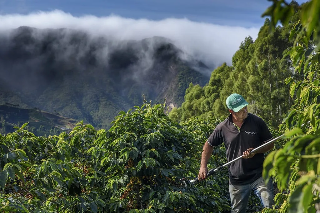 Café: poder de compra de fertilizantes melhora e anima produtores para nova safra