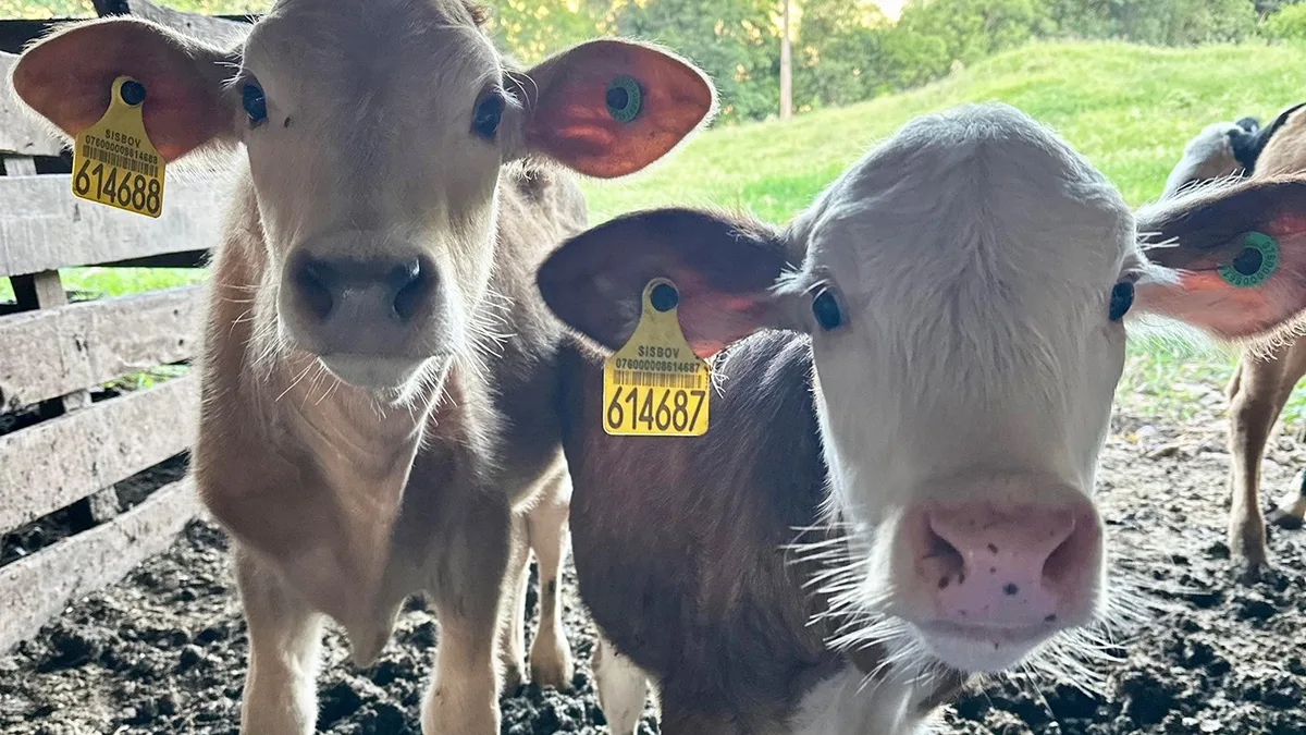 O bem-estar animal começa pelo cocho