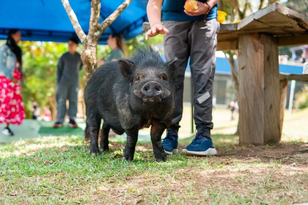La historia de Julio Chanchitos, el minipig rescatado por maltrato que se convirtió en la mascota de un colegio en Medellín