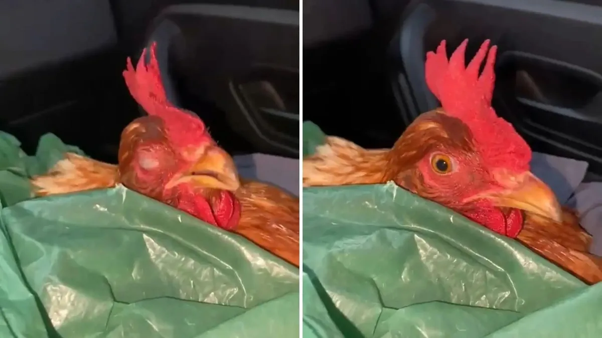 Galinha roubada 'dorme' no colo de policial após ser resgatada no ES; veja VÍDEO