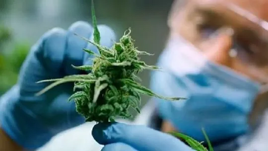¿Cannabis medicinal para dormir? Una recopilación de estudios médicos pone en duda este beneficio